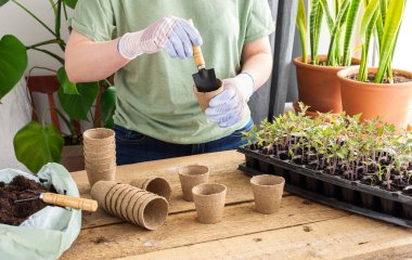Ahşap arka planda özel plastik bir formda domates fideleri, tohum nakleden kadın bahçıvan, çevre dostu çömleklere iğne batıran