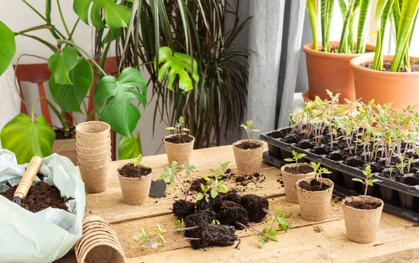 Genç yeşil domates fideleri, ahşap arka planda özel plastik bir formda, zemin, kürek ve bahçe küreğiyle dolu bir çanta, fideleri naklediyor, çevre dostu kaplara iğne batırıyor.