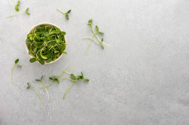 Mikro yeşil ayçiçeği filizleri gri arka planda bir kasede, üst manzara