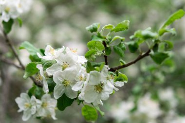 Çiçek açan elma dalları Bahçeye yakın