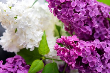 Taze, güzel bir demet leylak. Yaklaş.