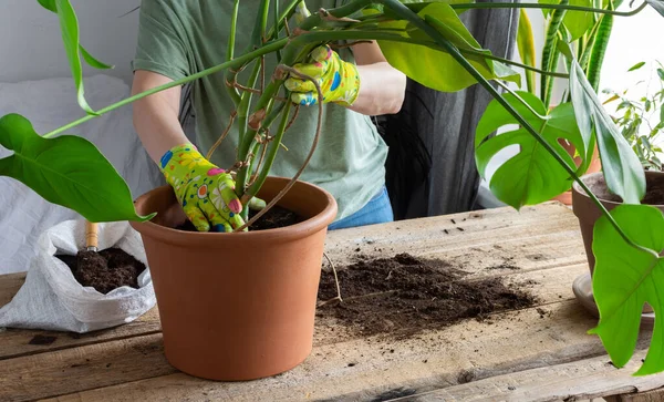 Mulher Replantando Uma Flor Monstera Caseira Grande Pote Barro Uma — Fotografia de Stock