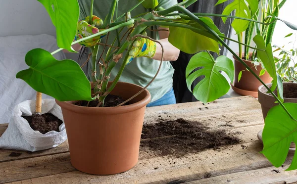 Mulher Replantando Uma Flor Monstera Caseira Grande Pote Barro Uma — Fotografia de Stock