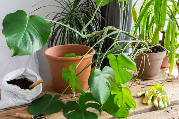 Ev yapımı bir Monstera çiçeğini daha büyük bir çömleğe, pencere kenarında çiçekleri olan ahşap bir masaya çevirmek.