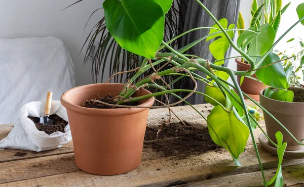 Replantando Uma Flor Monstera Caseira Uma Panela Barro Maior Uma — Fotografia de Stock