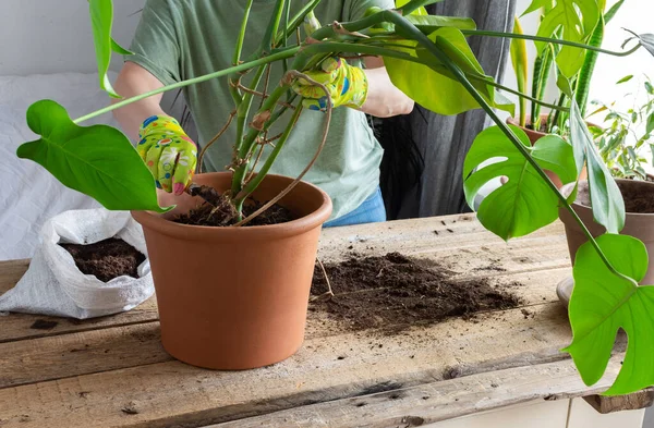 Mulher Replantando Uma Flor Monstera Caseira Grande Pote Barro Uma — Fotografia de Stock