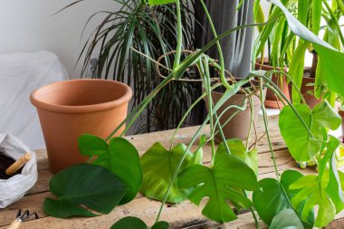 Ev yapımı bir Monstera çiçeğini daha büyük bir çömleğe, pencere kenarında çiçekleri olan ahşap bir masaya çevirmek.