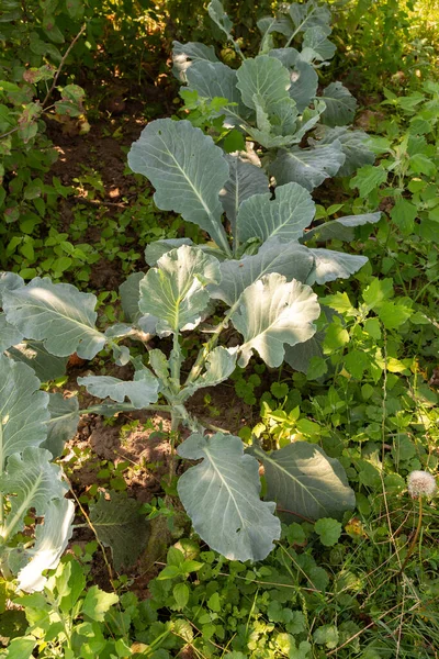 Young cabbage bush growing in the garden — ストック写真