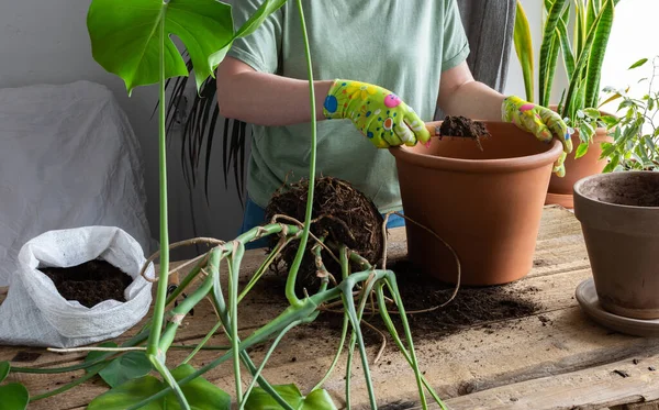 Ev yapımı bir Monstera çiçeğini büyük bir çömleğe yeniden eken kadın. Pencerenin yanında çiçekleri olan ahşap bir masa.