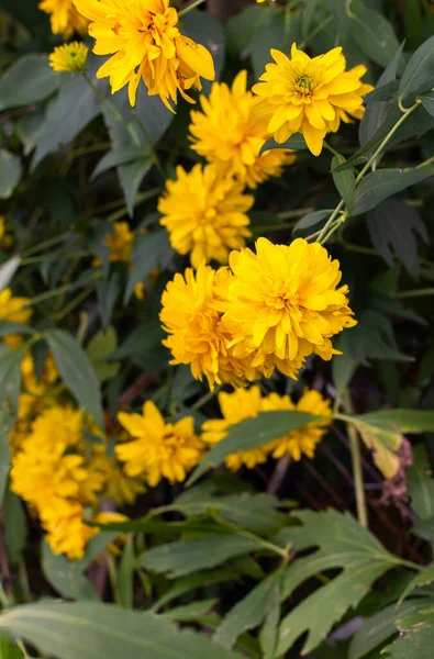 Beau Buisson Fleurs Jaunes Rudbeckia Laciniata Gros Plan — Photo