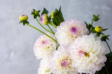 Küresel yıldız çiçeklerinin güzel sonbahar buketi. Gri bir duvarda yakın plan.