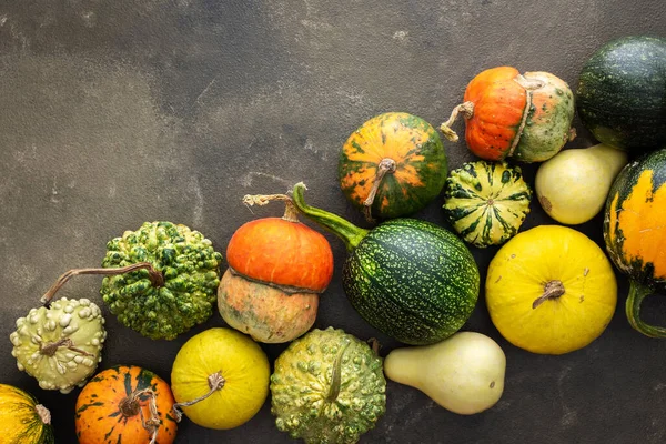 Yeşil zemin üzerinde dekoratif ve yenilebilir balkabakları, üst görünüm, sonbahar arkaplanı, kopyalama alanı