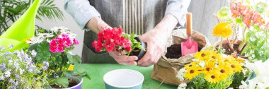 Spring balcony scene with a gardener arranging colorful carnation in pots, set against a green leafy backdrop, emphasizing home gardening, care and a joyful hobby atmosphere