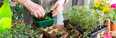 A man is carefully pricking out and transplanting young pepper seedlings into eco pots. He works indoors surrounded by vibrant plants and gardening tools, creating a green space, banner
