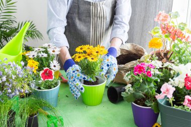 A gardener placing Osteospermum in pots with lush green background, perfect for home gardening and hobby lifestyle, spring terrace or balcony decorated with blooming flowers