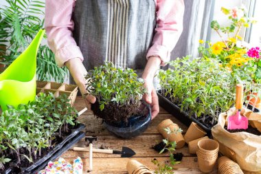 Bir adam, genç domates ve biber tohumlarını eko saksılara nakleder, plastik kaplardan turba kaplarına fidanlar nakleder, toprağa bahar ekimi için hazırlanır.