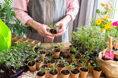 Bir adam dikkatlice dikişlerini atıyor ve genç domates fidelerini biyolojik olarak ayrıştırılabilir çömleklere aktarıyor. Parlak çiçekler ve yeşil bitkiler, kapalı alanda canlı bir bahçe atmosferi yaratır. Bahar ekimine hazırlanırlar.