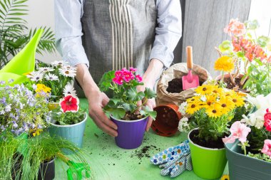 Sardunya saksısıyla ilgilenen bir adamla canlı bir sahne, yeşil yeşillikler, hobi bahçıvanlığı, bahar dekorunu ve açık hava eğlencesini vurgulayan, bahar terası ya da çiçeklerle süslenmiş balkon.
