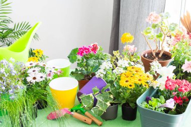 Ev balkonunun bahar dekorasyonu ya da çiçeklerle süslenmiş, sardunyalar, petunyalar ve sarmaşıklarla süslenmiş, yeşil arka planda bahçe aletleri, rahat ev bahçeleri ve biyofilik titreşimler yakalama