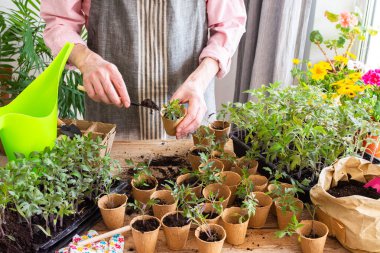 Bir adam dikkatlice genç domates fidelerini diker ve onları yemyeşil bitkiler ve bahçe aletleriyle çevrili çevre dostu saksılara yerleştirir.