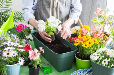 Ev balkonunun bahar dekorasyonu ya da çiçekli teras, saksılara çiçek eken adam, yeşil arka planda çiçekler, bahçe işleri ve hobiler.