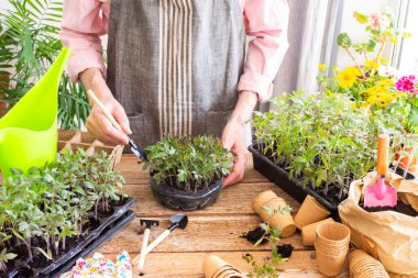 Bir adam, genç domates ve biber tohumlarını eko saksılara nakleder, plastik kaplardan turba kaplarına fidanlar nakleder, toprağa bahar ekimi için hazırlanır.