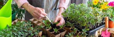 A man is carefully pricking out and transplanting young pepper seedlings into eco pots. He works indoors surrounded by vibrant plants and gardening tools, creating a green space, banner