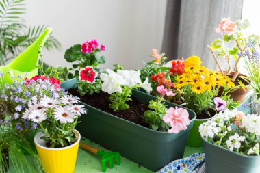 Ev balkonu ya da teras dekorasyonunda sardunyalar, petunyalar, sarmaşıklar, dış dekorasyon, doğa ve bahçeciliğin ön plana çıkarılması için tasarlanmıştır.