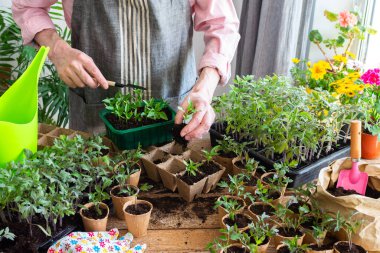Bir adam dikkatlice dikişlerini atıyor ve taze biber fidelerini ekolojik çömleklere naklediyor. Çevresi canlı bitkilerle ve bahçe aletleriyle çevrili bir yerde çalışıyor, yeşil bir alan yaratıyor.