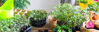 Young green seedlings of tomato and pepper in eco friendly pots, pricking out, transplanting seedlings from plastic containers into peat pots