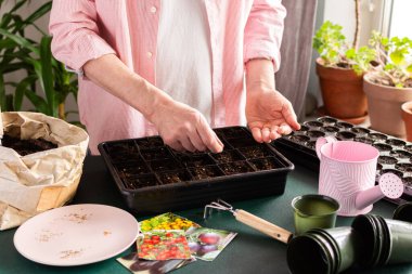 A man sows tomato seeds into a seed tray at home, surrounded by gardening tools and seed packets. He is engaged in spring garden preparation, nurturing plants from seed stage.