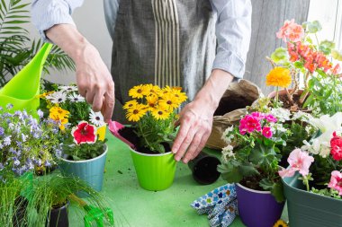 Evin balkonunda çiçek eken bir adam, tencerelere renkli bir Osteospermum, yeşillik, eğlence ve doğa bakımı ile çevrili.