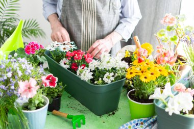 Bahçe çiçekleriyle ilgilenen bir adamla rahat teras, yeşil yapraklarla çelişen canlı çiçekler, yumuşak güneş ışığıyla yıkanmış, hobi olarak bahçecilik ve bahar tazeliği sergileniyor.