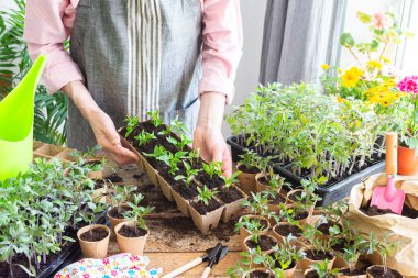 Güneşli bir kapalı alanda, bir adam dikkatlice genç biber fidelerini çevre dostu çömleklere nakleder, bahçecilik becerilerini ve bitki yetiştirme becerilerini gösterir.