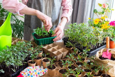 A man is carefully pricking out young pepper seedlings from a tray and placing them into eco pots, surrounded by more plants and gardening tools in a sunny indoor area