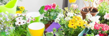 Spring decoration of a home balcony or terrace with flowers with colorful spring flowers and green ivy, hobby gardening and fresh outdoor decor, biophilic design