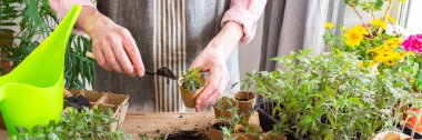 A man carefully pricks out young tomato seedlings and places them into eco-friendly pots, surrounded by lush plants and gardening tools in a bright indoor space, banner