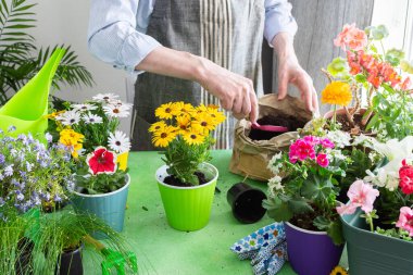 A gardener placing Osteospermum in pots with lush green background, perfect for home gardening and hobby lifestyle, spring terrace or balcony decorated with blooming flowers