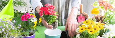 Spring balcony scene with a gardener arranging colorful carnation in pots, set against a green leafy backdrop, emphasizing home gardening, care and a joyful hobby atmosphere