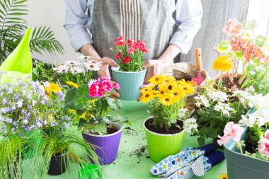 Bir bahçıvanın saksılara karanfil ektiği canlı bir bahar balkonu, her yerde yeşil yapraklar, etrafı aydınlatan yumuşak güneş ışığı, ev bahçelerini yansıtan, hobi ve doğa zevkini yansıtan.