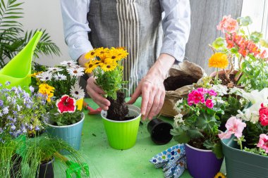 A gardener placing Osteospermum in pots with lush green background, perfect for home gardening and hobby lifestyle, spring terrace or balcony decorated with blooming flowers