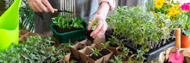 A man is carefully pricking out and transplanting young pepper seedlings into eco pots. He works indoors surrounded by vibrant plants and gardening tools, creating a green space, banner
