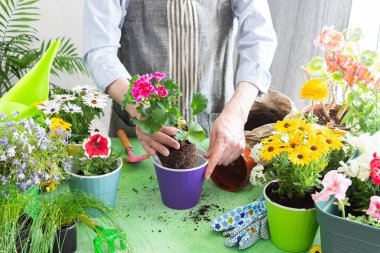 Sardunya saksısıyla ilgilenen bir adamla canlı bir sahne, yeşil yeşillikler, hobi bahçıvanlığı, bahar dekorunu ve açık hava eğlencesini vurgulayan, bahar terası ya da çiçeklerle süslenmiş balkon.