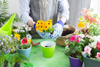 Bahar terası ya da balkon çiçeklerle süslenmiş, saksılara bir erkek tarafından dikilmiş, yeşil yapraklarla çerçevelenmiş, hobi olarak bahçecilik ve bahar tazeliği.