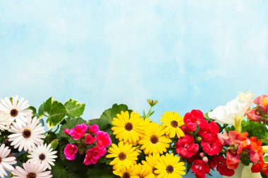 Vibrant spring flowers in various colors adorn a balcony, creating a joyful atmosphere. Seasonal blooms bring life and beauty to the outdoor space, inviting relaxation and enjoyment