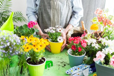 Bahar terası ya da balkon çiçeklerle süslenmiş, bir bahçıvan tencerelere renkli Osteospermum dikiyor, ev işlerini, bakım ve açık hava eğlencelerini yansıtıyor.