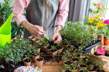 Güneşli bir kapalı alanda, bir adam dikkatlice genç biber fidelerini çevre dostu çömleklere nakleder, bahçecilik becerilerini ve bitki yetiştirme becerilerini gösterir.