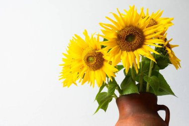 Kahverengi kil vazoda sergilenen parlak ayçiçekleri düz beyaz arka plana yerleştirilir. Çiçekler sarı yapraklarını ve yeşil yapraklarını sergiliyor.