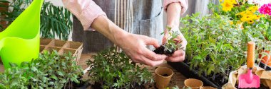 Bir adam dikkatlice genç domates fidelerini diker ve onları yemyeşil bitkiler ve bahçe aletleriyle çevrili çevre dostu saksılara yerleştirir.