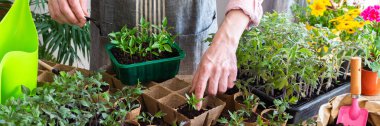 A man is carefully pricking out and transplanting young pepper seedlings into eco pots. He works indoors surrounded by vibrant plants and gardening tools, creating a green space, banner